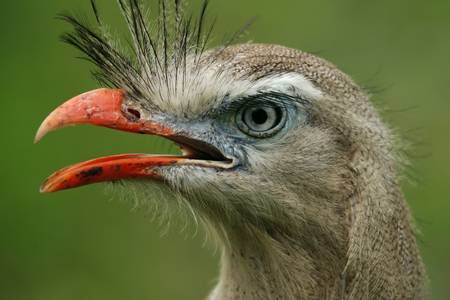 Cariama, Cariama cristata, portrait of birdの写真素材