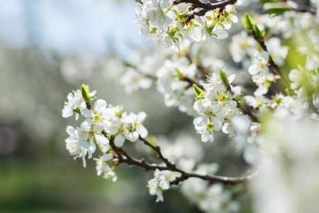 Cherry tree blossom in springの写真素材