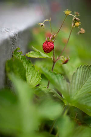Wild strawberry plant macro shotの写真素材
