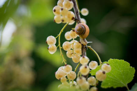 Snail crawling on a white currant branchの写真素材
