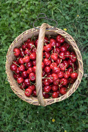 Cherries in a wooden braided basketの写真素材