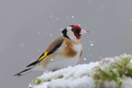 Goldfinch (Carduelis carduelis) on snowの写真素材