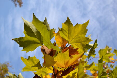 Mapel leafの写真素材