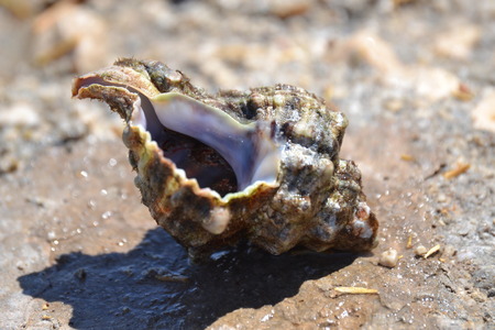 Shellの写真素材