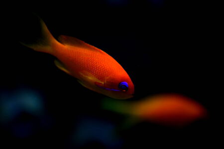 Gold fishの写真素材