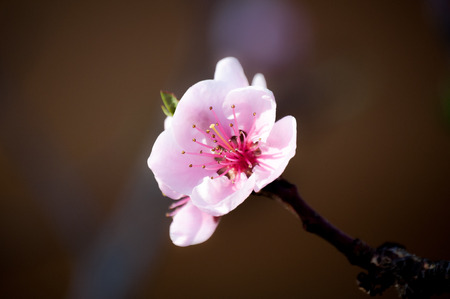 Bloomの写真素材