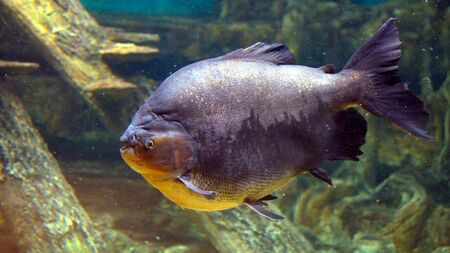 Brown pacu in the Kogalym Oceanarium in Western Siberia