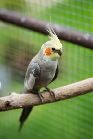 cockatiel parrotの写真素材