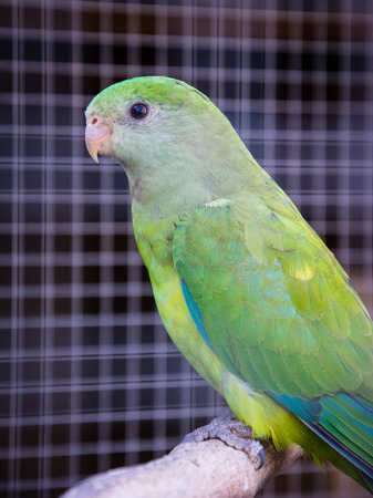Parrot
