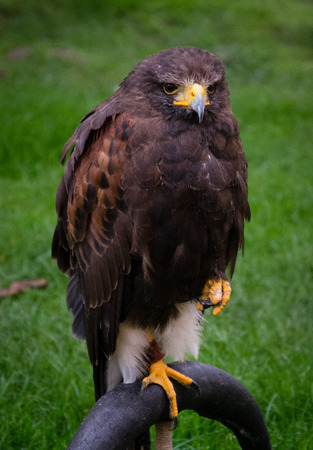 Hawkの写真素材