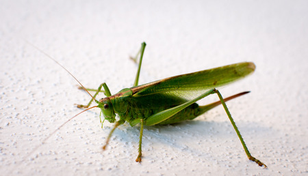 Grasshopper in front of white backgroundの写真素材