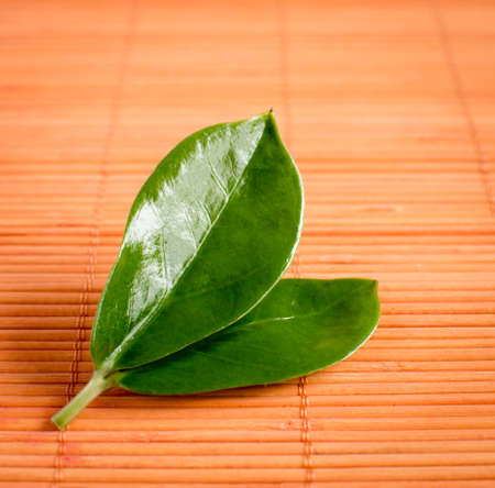 Green leafの写真素材