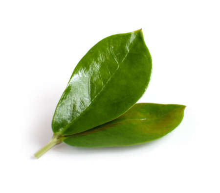 Green leaf