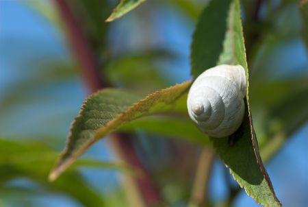 Snail in shell in leaves on blue sky background