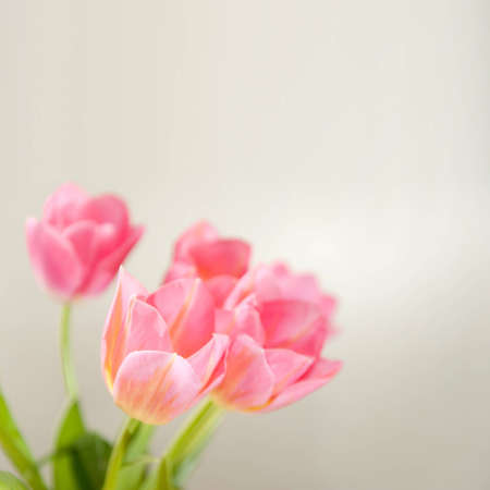 Wallpaper with pink tulips over light background