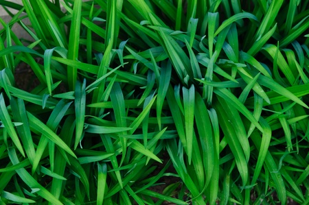 A close view from above on hign green grass