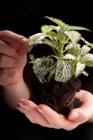 Green plant in female hands on black backgroundの写真素材