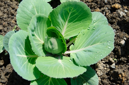 Green young cabbage in soil with waterdropsの写真素材