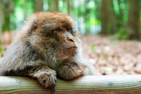 Funny and clever monkey sitting in tropical forestの写真素材
