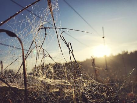 Close up view of a spiders web of against sunrise in the field covered with fogの写真素材