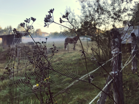 Close up view of a spiders web of against sunrise in the field covered with fogの写真素材