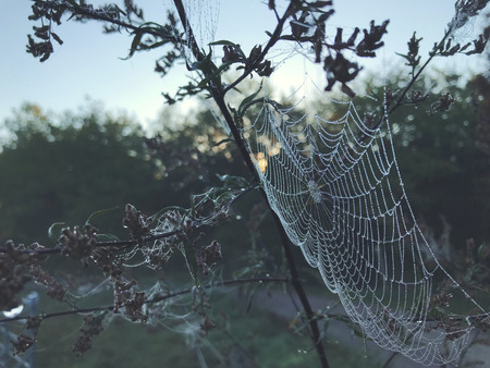 Close up view of a spiders web of against sunrise in the field covered with fogの写真素材