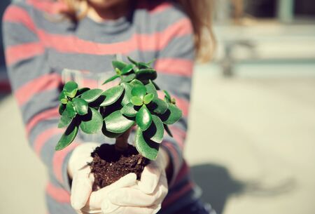 Close up photo of hands little girl holding young green plant with compost in her hands の写真素材