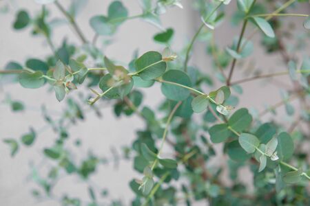 Close up photo of fresh blue eucalyptus leaves of gunnii bushの写真素材
