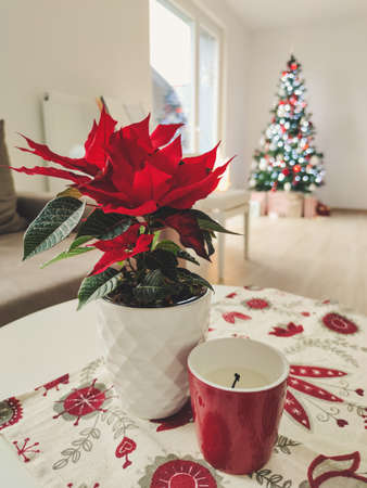 In cozy living room red poinsettia with candle on a tee table with christmas tree on backgroundの写真素材
