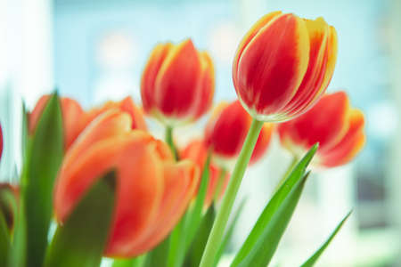 A bouquet of red yellow tulips in a vase on table at sunny spring day on bright flower background at cozy homeの写真素材