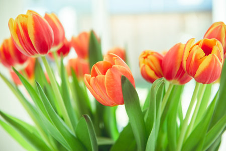 A bouquet of red yellow tulips in a vase on table at sunny spring day on bright flower background at cozy homeの写真素材