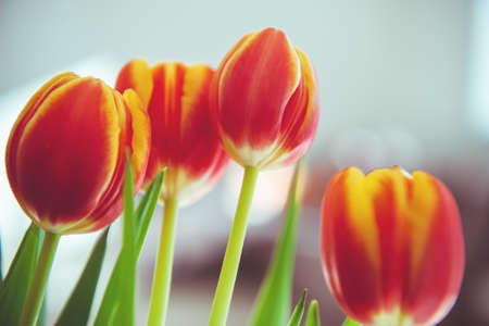 A bouquet of red yellow tulips with fresh green leaves in soft lights at blur background in a vase on table at sunny spring day at cozy homeの写真素材