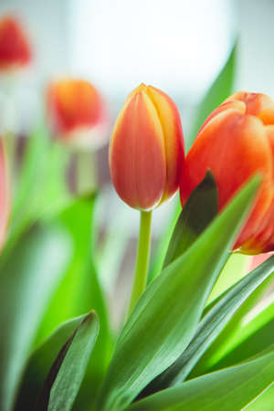 A bouquet of red yellow tulips in a vase on table at sunny spring day on bright flower background at cozy homeの写真素材