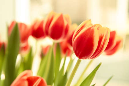 A bouquet of red yellow tulips in a vase on table at sunny spring day on bright flower background at cozy homeの写真素材