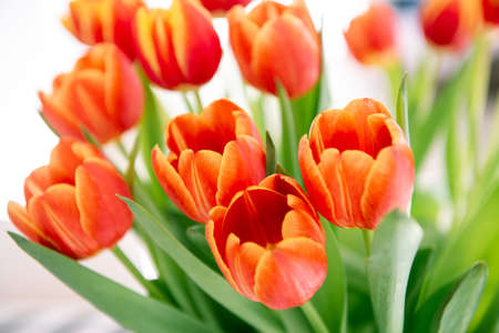 A bouquet of red yellow tulips in a vase on table at sunny spring day on bright flower background at cozy homeの写真素材