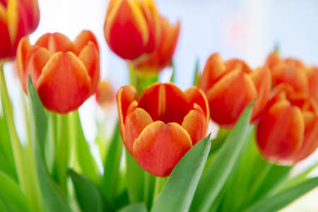 Closeup of red yellow tulip flower with green leaf background at sunny spring day for postcard beauty decoration and agriculture concept designの写真素材