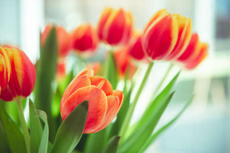 A bouquet of red yellow tulips in a vase on table at sunny spring day on bright flower background at cozy homeの写真素材