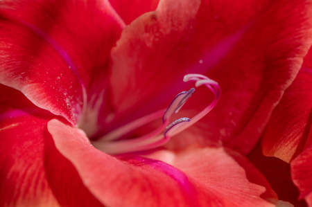 Macro photo of beautiful red natural gladiolus at day lightの写真素材