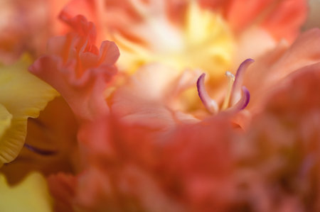 Macro photo of beautiful orange natural gladiolus  at day lightの写真素材