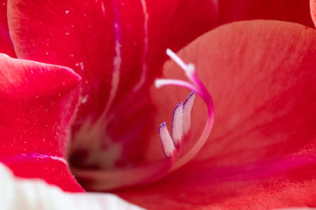 Macro photo of beautiful red natural gladiolus at day lightの写真素材