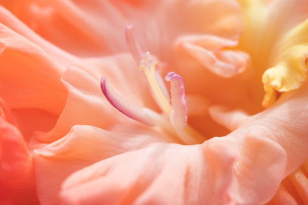 Macro photo of beautiful orange natural gladiolus  at day lightの写真素材