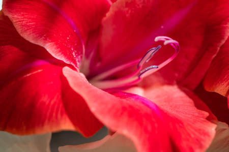 Macro photo of beautiful red natural gladiolus at day lightの写真素材