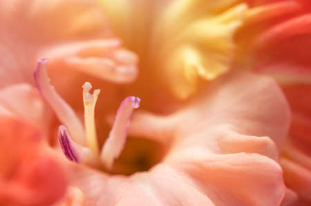 Macro photo of beautiful orange natural gladiolus  at day lightの写真素材