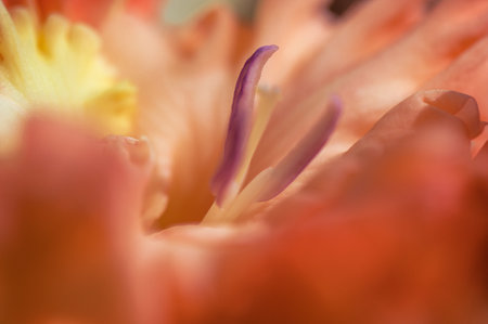Macro photo of beautiful orange natural gladiolus  at day lightの写真素材