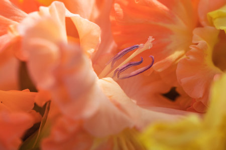 Macro photo of beautiful orange natural gladiolus  at day lightの写真素材