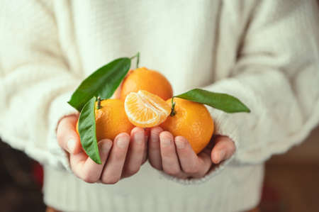 Close up photo of child hands in knitted sweater holding fresh juicy mandarins with green leavesの写真素材