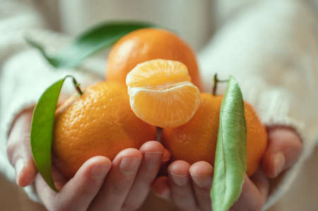 Close up photo of child hands in knitted sweater holding fresh juicy mandarins with green leavesの写真素材