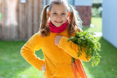 Cute little child girl holding bunch of fresh carrot in rural garten at sunny dayの写真素材
