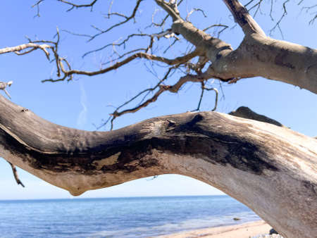 Beautiful old and dry tree on beach at sunny dayの写真素材