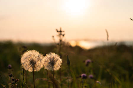 Idyllic scene of herbs silhuette over dramatic sunsetの写真素材